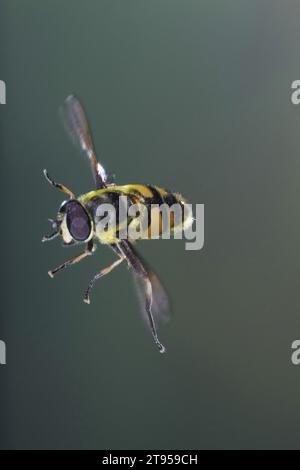 Deathskull Fly, aéroglisseur Deathskull (Myathropa florea), en vol, Allemagne Banque D'Images