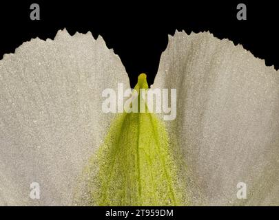 Lys péruvien (Alstroemeria spec.), pétale, détail Banque D'Images