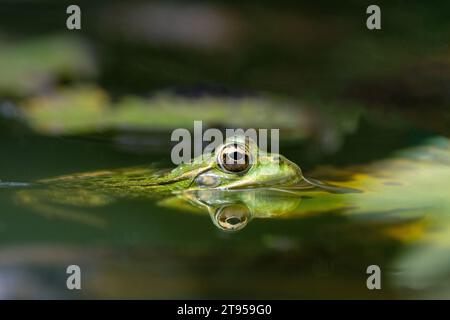 Grenouille coruna, grenouille d'eau ibérique, grenouille verte ibérique, grenouille de Pérez (Pelophylax perezi, Rana perezi, Rana ridibunda perezi), à la surface de l'eau, Banque D'Images