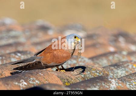 Petit kestrel (Falco naumanni), mâle perché sur le toit d'une finca avec un lézard ibérique dans le bec, vue de côté, Espagne, Estrémadure, Banque D'Images