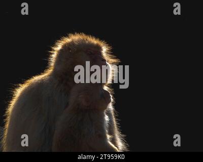 Macaque japonais, singe des neiges (Macaca fuscata), mère et enfant dans le contre-jour, fond noir, Japon, Parc des singes Jigokudani Banque D'Images