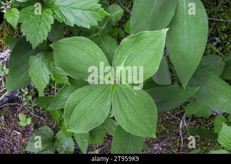 Herb Paris (Paris quadrifolia), floraison, Suède, Vaesternorrland Banque D'Images
