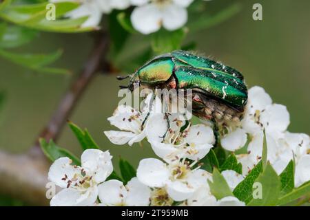 Chafer rose (Cetonia aurata), fréquentation de fleurs sur aubépine, vue latérale, Allemagne Banque D'Images