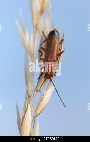 Bécile de soldat rouge commun, coléoptère sangsue, coléoptère de la marmite (Rhagonycha fulva), assis sur un épillet, Allemagne Banque D'Images