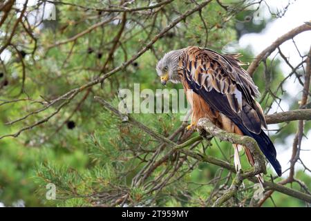 Cerf-volant rouge (Milvus milvus), assis sur un pin, Suède, Oeland Banque D'Images