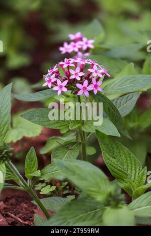 Amas d'étoiles égyptiens, amas d'étoiles (Pentas lanceolata), floraison, Madère Banque D'Images