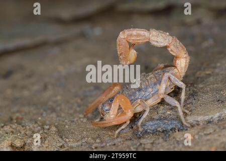 Scorpion à damier méditerranéen (Mesobuthus gibbosus), au sol, Croatie Banque D'Images