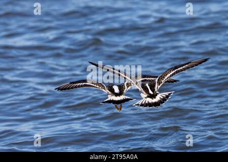 ruddy turnstone (Arenaria interprètent), en plumage éclipse, survolant la mer du Nord, pays-Bas, Frise Banque D'Images