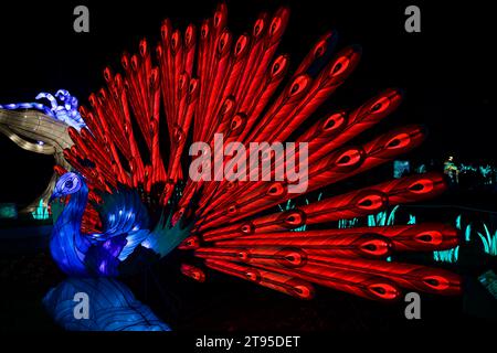 Paris, France. 22 novembre 2023. La 5e édition du Festival des lanternes du jardin des plantes avec pour thème 'Jungle en cours d'illumination' accueille le public du 22 novembre 2023 au 21 janvier 2024 à Paris, France. Crédit : Bernard Menigault/Alamy Live News Banque D'Images