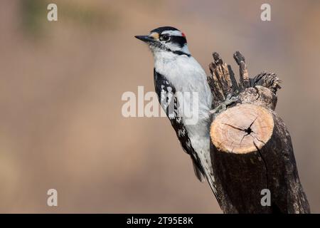 Gros plan Downy Woodpecker (Picoides pubescens) perché sur un arbre mort avec un fond flou dans la forêt nationale de Chippewa, nord du Minnesota, États-Unis Banque D'Images