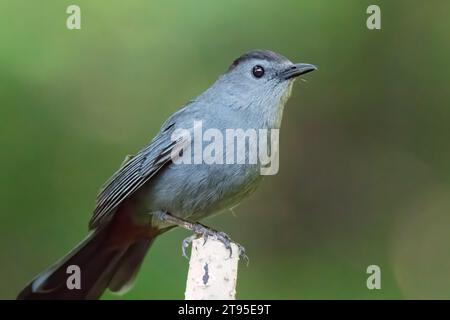 Catbird gris (Dumetella carolinensis) perché sur un bouleau au fond flou dans la forêt nationale de Chippewa, nord du Minnesota, États-Unis Banque D'Images