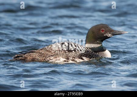 Gros plan Adult Common Loon (Gavia immer) nageant dans un lac du nord du Minnesota en été dans la forêt nationale de Chippewa, nord du Minnesota, États-Unis Banque D'Images