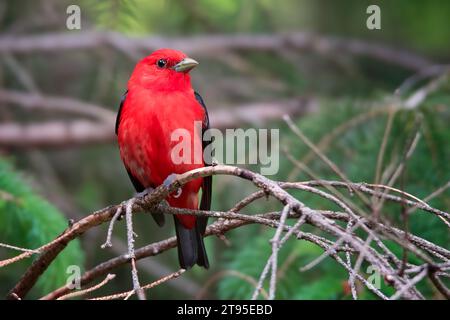 Tanager écarlate mâle (Piranga olivacea) perché sur des brindilles d'épinette blanche pendant la migration de sprint fond flou dans le nord du Minnesota USA Banque D'Images