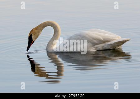 Cygne trompettiste (Cygnus buccinator) nageant dans le lac avec réélection dans la forêt nationale de Chippewa, nord du Minnesota USA Banque D'Images