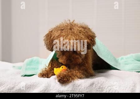 Mignon chien Maltipoo enveloppé dans une serviette avec canard en caoutchouc à l'intérieur. Adorable animal de compagnie Banque D'Images