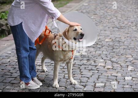 Femme caressant son adorable chien Labrador Retriever dans un collier élisabéthain à l'extérieur, gros plan. Espace pour le texte Banque D'Images