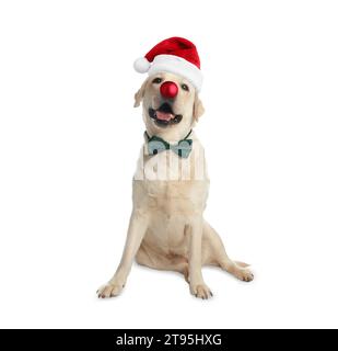 Adorable chien dans le chapeau de Père Noël et noeud papillon ayant le nez de boule de Noël rouge isolé sur blanc Banque D'Images