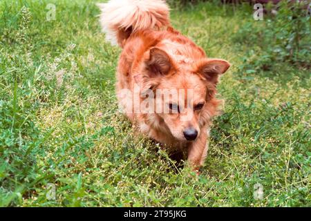 portrait d'un beau chien Banque D'Images