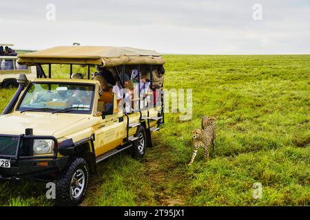 Maasai Mara, Kenya, 23-décembre-2020 - les touristes en safari profitent d'une rencontre rapprochée avec les guépards dans la réserve de chasse Maasai Mara au Kenya, en Afrique Banque D'Images