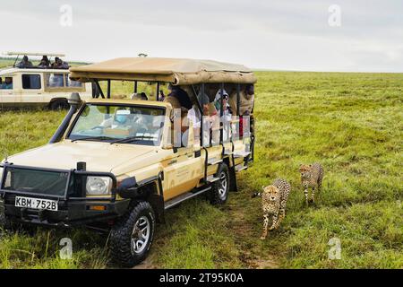 Maasai Mara, Kenya, 23-décembre-2020 - les touristes en safari profitent d'une rencontre rapprochée avec les guépards dans la réserve de chasse Maasai Mara au Kenya, en Afrique Banque D'Images