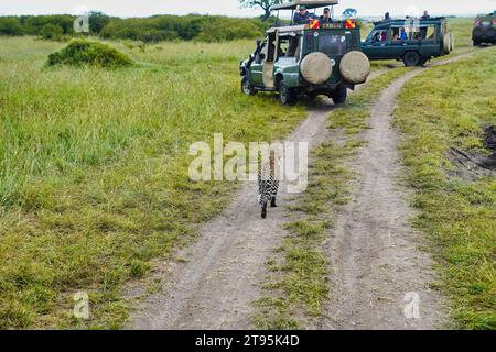 Maasai Mara, Kenya, 23-décembre-2020 - les touristes se retrouvent face à face avec un léopard sur les sentiers de safari dans la réserve faunique Maasai Mara, au Kenya Banque D'Images