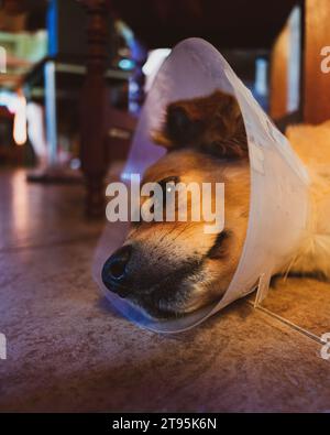 chien couché avec collier élisabéthain Banque D'Images