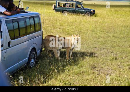 Maasai Mara, Kenya, 23-décembre-2020 - Une fierté de Lionne ont une rencontre étroite avec les touristes sur les sentiers de safari dans la réserve de chasse Maasai Mara Banque D'Images