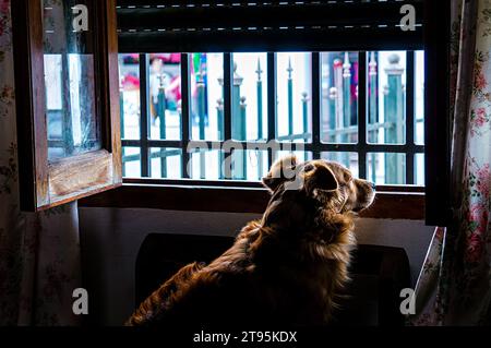 chien avec les cheveux dorés regardant par la fenêtre Banque D'Images