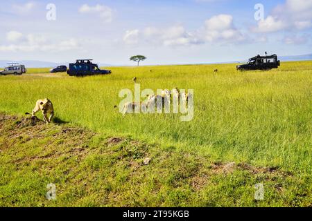 Maasai Mara, Kenya, 23-décembre-2020 - Une fierté de Lionne ont une rencontre étroite avec les touristes sur les sentiers de safari dans la réserve de chasse Maasai Mara Banque D'Images