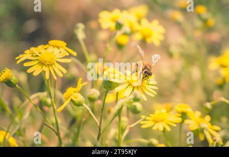 abeille posant sur des fleurs jaunes Banque D'Images