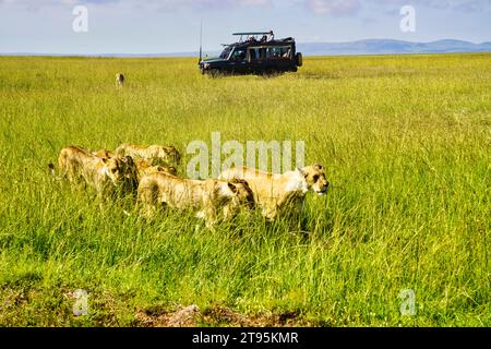 Maasai Mara, Kenya, 23-décembre-2020 - Une fierté de Lionne ont une rencontre étroite avec les touristes sur les sentiers de safari dans la réserve de chasse Maasai Mara Banque D'Images
