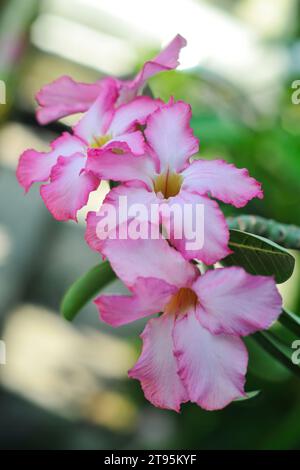 Fleurs d'Adenium obesum poussant dans le jardin Banque D'Images