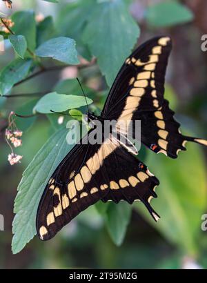 Papillon Papilio cresphontes avec des ailes noires et jaunes Banque D'Images