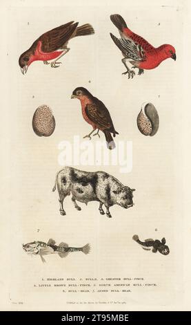 Taureau Highland 1, taureau 2, gros bullfinch 3, petit bullfinch brun 4, bullfinch nord-américain 5, tête de taureau 6, tête de taureau armée 7. Gravure sur cuivre coloriée à la main par Moses Harris, tirée de A New Dictionary of Natural History de William Frederic Martyn, Harrison, Londres, 1785. Pseudonyme de William Fordyce Mavor, prêtre écossais, enseignant et écrivain, 1758-1837. Banque D'Images