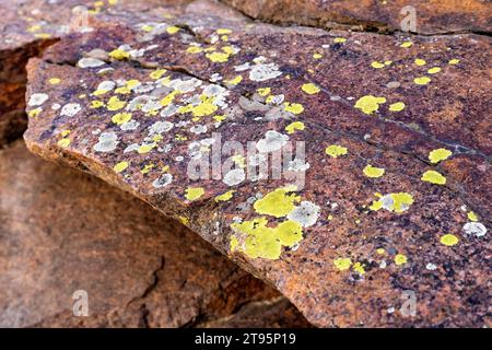 Lichen croustillant jaune-verdâtre coloré sur le mur de roche de Clear Creek Canyon - Golden, Colorado, États-Unis Banque D'Images