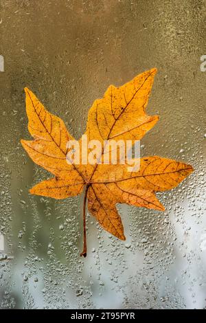 Érable bifeuille, Acer macrophyllum, feuille d'automne sur une fenêtre pluvieuse, péninsule olympique, État de Washington, États-Unis Banque D'Images