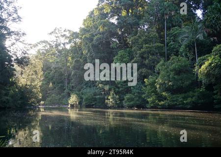 Coucher de soleil de forêt tropicale humide sur le pont ornithorynque à Broken River dans le parc national d'Eungella, Eungella, Queensland, Australie Banque D'Images