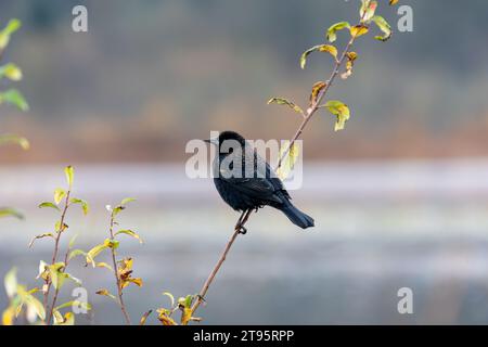 Un oiseau noir immature à ailes rouges reposant sur une branche d'arbre fortement concentré sur un fond de feuillage flou dans le parc du lac Burnaby, Burnaby, C.-B., C.-B., C.-B., C.-B. Banque D'Images