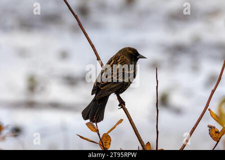 Un oiseau noir immature à ailes rouges reposant sur une branche d'arbre fortement concentré sur un fond de feuillage flou dans le parc du lac Burnaby, Burnaby, C.-B., C.-B., C.-B., C.-B. Banque D'Images