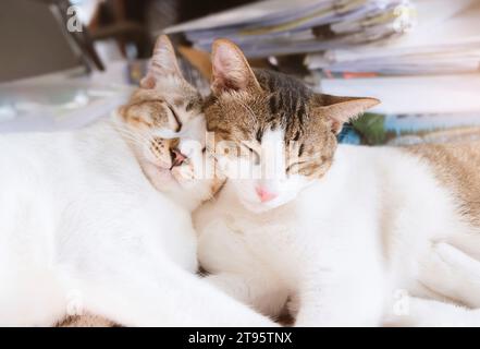 Deux chats blancs dorment joyeusement sur des piles de documents au bureau. Banque D'Images