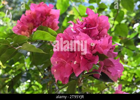 Belle grappe de fleurs d'une plante de bougainvilliers de couleur rose (Bougainvillea glabra). Le cluster a de vraies petites fleurs blanches et de couleur rosâtre Banque D'Images