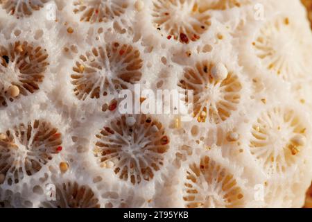 Macro shot de texture de coquille sèche Banque D'Images