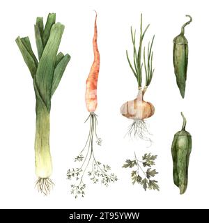 Ensemble aquarelle de légumes, oignons, carottes, persil, poivrons. Éléments isolés faits à la main sur un fond blanc. Utilisation dans la conception graphique et d'impression Banque D'Images