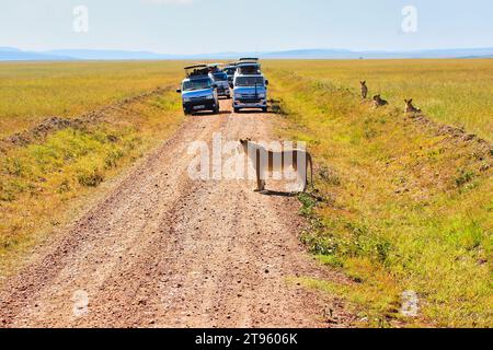 Maasai Mara, Kenya, 23-décembre-2020 - Une fierté de Lionne ont une rencontre étroite avec les touristes sur les sentiers de safari dans la réserve de chasse Maasai Mara, Banque D'Images