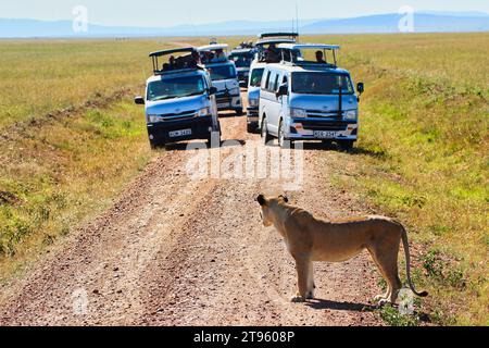 Maasai Mara, Kenya, 23-décembre-2020 - Une fierté de Lionne ont une rencontre étroite avec les touristes sur les sentiers de safari dans la réserve de chasse Maasai Mara, Banque D'Images