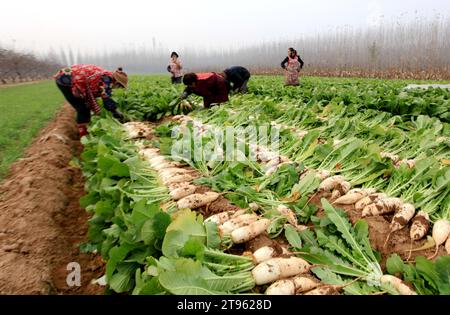 Pékin, province chinoise du Shandong. 22 novembre 2023. Les agriculteurs récoltent des radis blancs dans le township de Difang, dans le comté de Pingyi, dans la ville de Linyi, dans la province du Shandong, dans l'est de la Chine, le 22 novembre 2023. Crédit : Wu Jiquan/Xinhua/Alamy Live News Banque D'Images