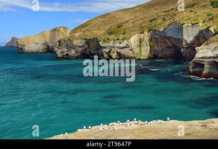 mouettes et le littoral pittoresque de la plage tunnel par une journée ensoleillée d'été, près de dunedin, sur l'île sud de la nouvelle-zélande Banque D'Images