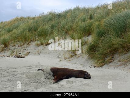 otarie à fourrure de nouvelle-zélande se reposant dans le sable sur la grande plage, aromoana, près de dunedin sur l'île sud de la nouvelle-zélande Banque D'Images