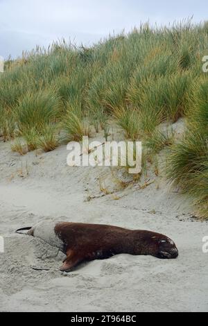 otarie à fourrure de nouvelle-zélande se reposant dans le sable sur la grande plage, aromoana, près de dunedin sur l'île sud de la nouvelle-zélande Banque D'Images