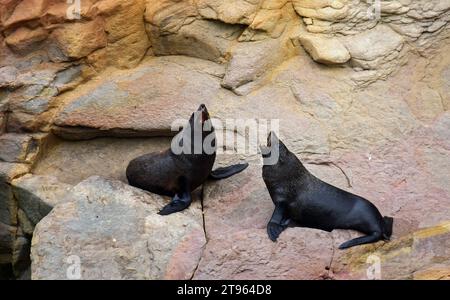 deux otaries à fourrure de nouvelle-zélande se disputent sur les rochers à shag point, près de palmerston sur la côte otago de l'île sud de la nouvelle-zélande Banque D'Images